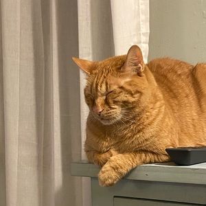 Meet your Posher, Gregory